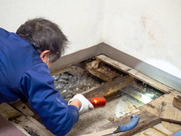 Best Mold Testing and Inspection Services in Hazard, KY