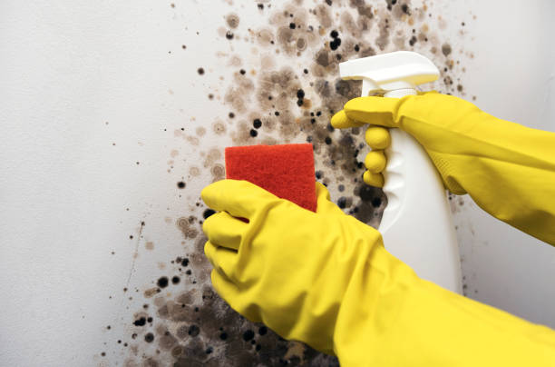 Best Commercial Mold Remediation in Hazard, KY
