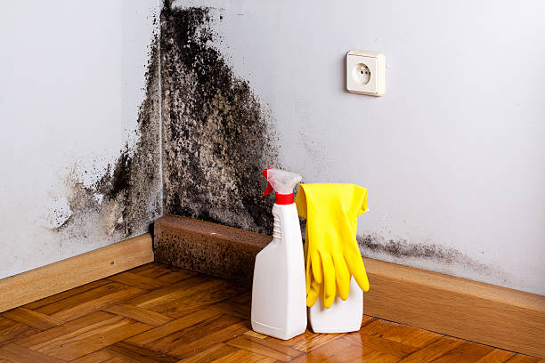 Best Bathroom Mold Remediation in Hazard, KY